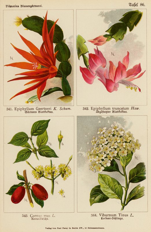 Epiphyllum Gaertneri, Epiphyllum Truncatum, Cornus Mas, Viburnum Tinus (litografia a cores) de (after) German School