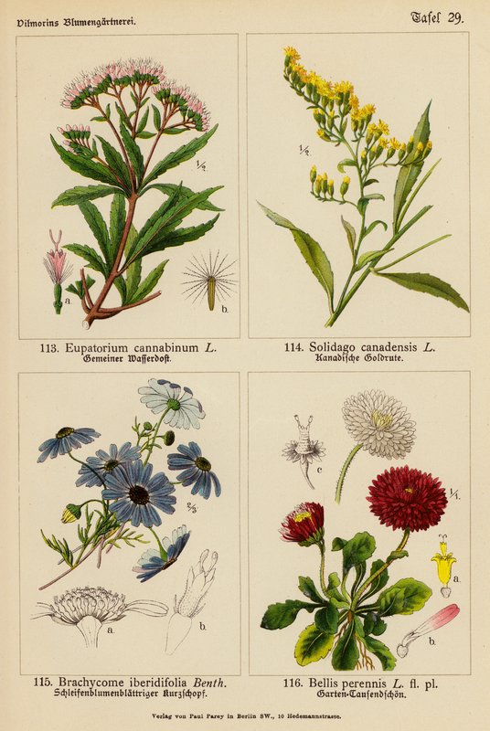 Eupatorium Cannabinum, Solidago Canadensis, Brachycome Iberidifolia, Bellis Perennis (litografia a cores) de (after) German School