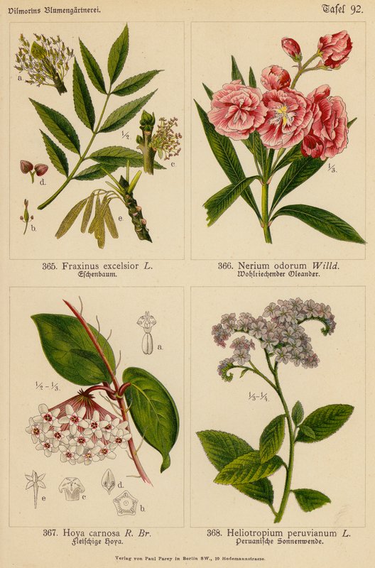 Fraxinus Excelsior, Nerium Odorum, Hoya Carnosa, Heliotropium Peruvianum (litografia a cores) de (after) German School