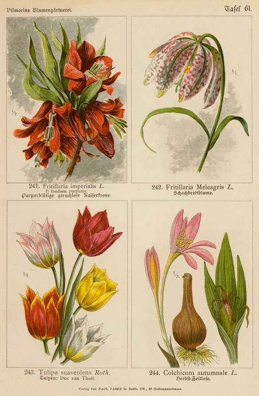 Fritillaria Imperialis, Fritillaria Meleagris, Tulipa Suaveolens, Colchicum Autumnale (litografia a cores) de (after) German School