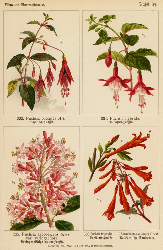 Fúcsia Coccinea, Fúcsia Hybrida, Fúcsia Arborescens, Fúcsia Triphylla, Zauschnera Californica (litografia a cores) de (after) German School