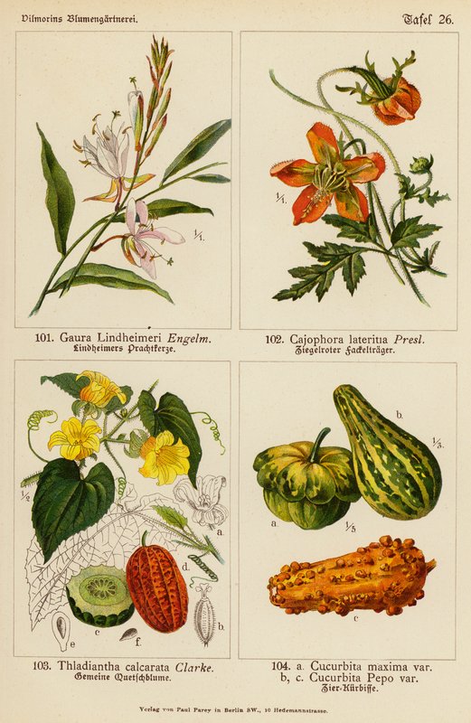 Gaura Lindheimeri, Cajophora Lateritia, Thladiantha Calcarata, Cucurbita Maxima, Cucurbita Pepo (litografia a cores) de (after) German School