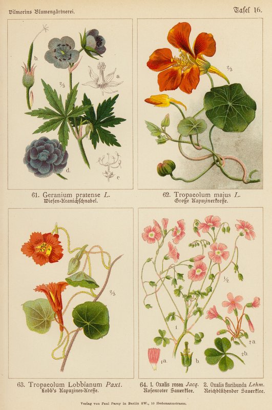 Geranium Pratense, Tropaeolum Majus, Tropaeolum Lobbianum, Oxalis Rosea, Oxalis Floribunda (litografia colorida) de (after) German School