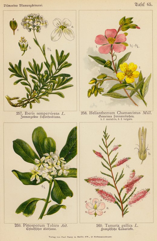 Iberis Sempervirens, Helianthemum Chamaecistus, Pittosporum Tobira, Tamarix Gallica (litografia a cores) de (after) German School