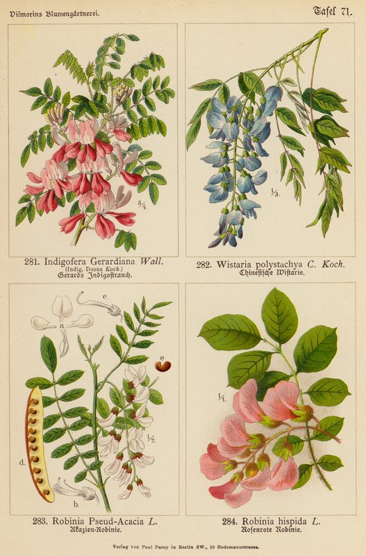 Indigofera Gerardiana, Wistaria Polystachya, Robinia Pseud-Acacia, Robinia Hispida (litografia a cores) de (after) German School