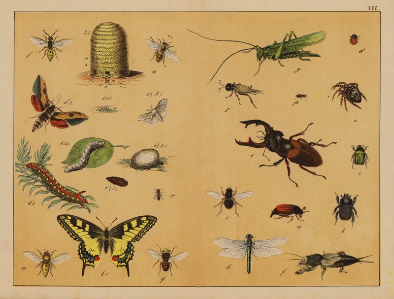 Insectos (litografia a cores) de (after) German School