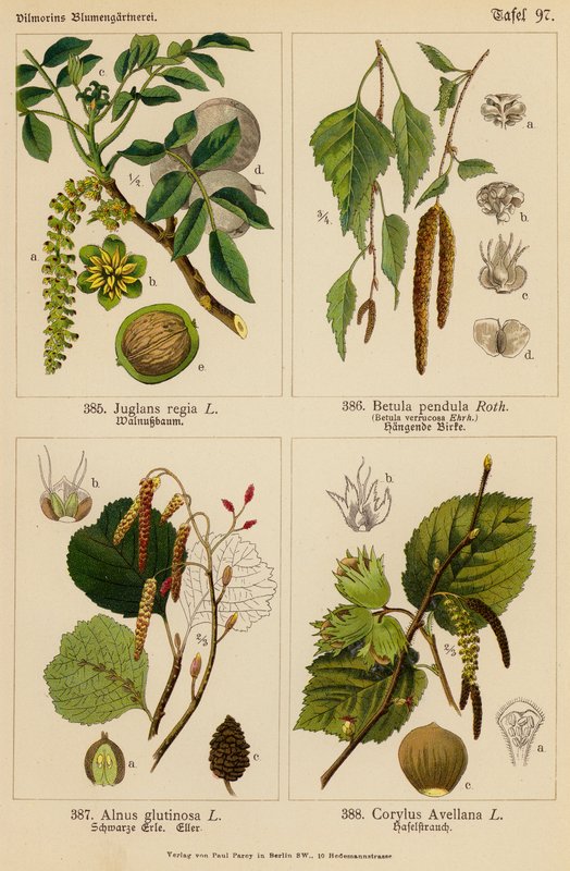 Juglans Regia, Betula Pendula, Alnus Glutinosa, Corylus Avellana (litografia a cores) de (after) German School
