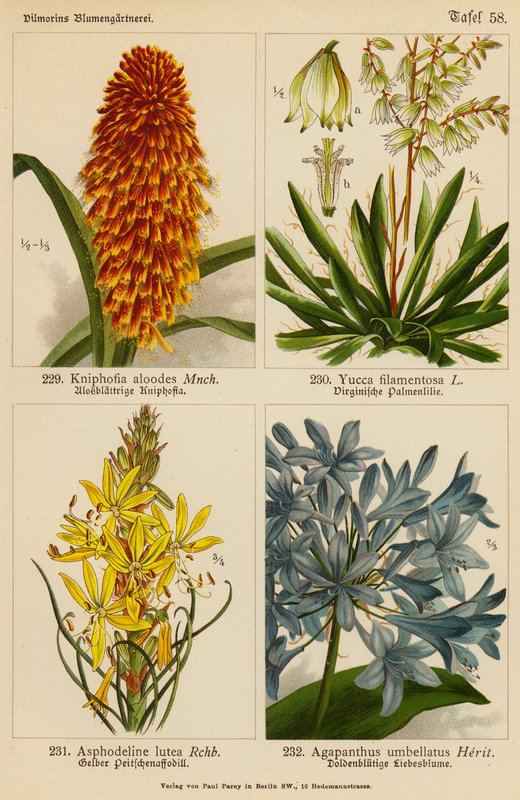 Kniphofia Aloodes, Yucca Filamentosa, Asphodeline Lutea, Agapanthus Umbellatus (litografia a cores) de (after) German School