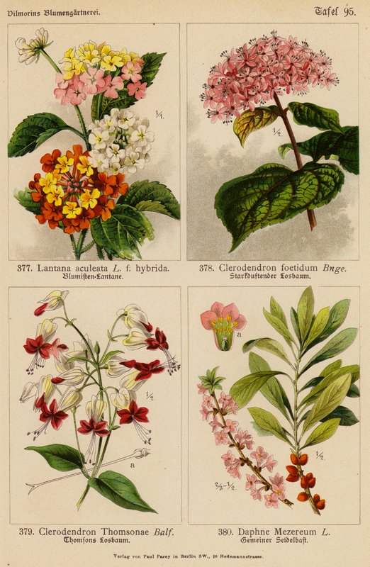 Lantana Aculeata, Clerodendron Foetidum, Clerodendron Thomsonae, Daphne Mezereum (litografia a cores) de (after) German School