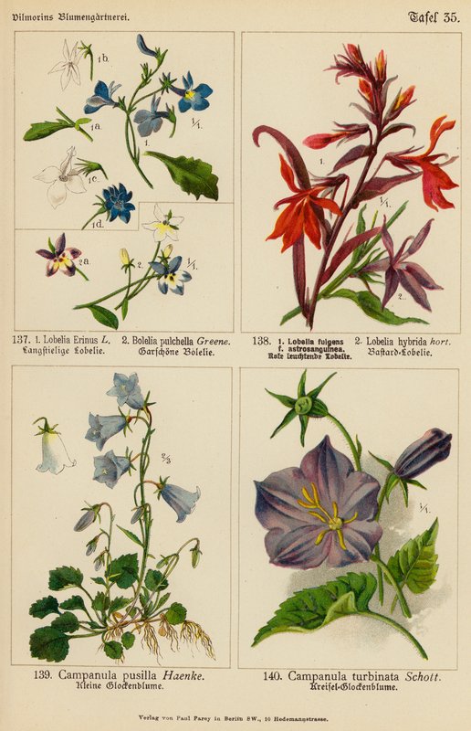Lobelia Erinus, Bolelia Pulchella, Lobelia Fulgens, Lobelia Hybrida, Campanula Pusilla, Campanula Turbinata (litografia a cores) de (after) German School
