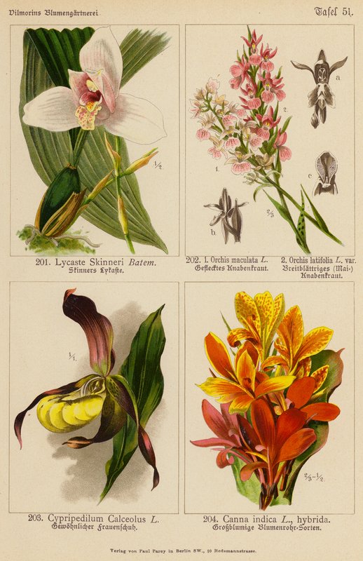 Lycaste Skinneri, Orchis Maculata, Orchis Latifolia, Cypripedilum Calceolus, Canna Indica (litografia a cores) de (after) German School