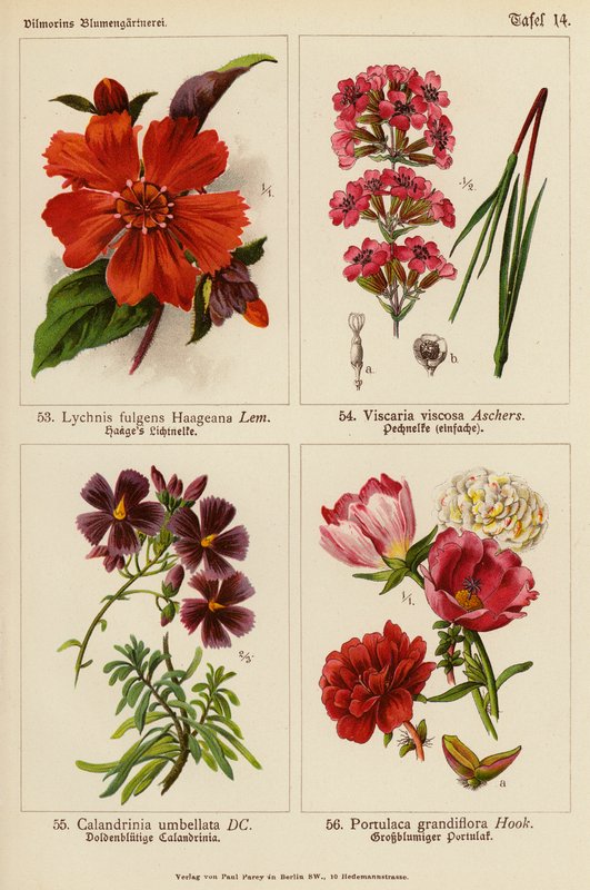 Lychnis Fulgens Haageana, Viscaria Viscosa, Calandrinia Umbellata, Portulaca Grandiflora (litografia a cores) de (after) German School