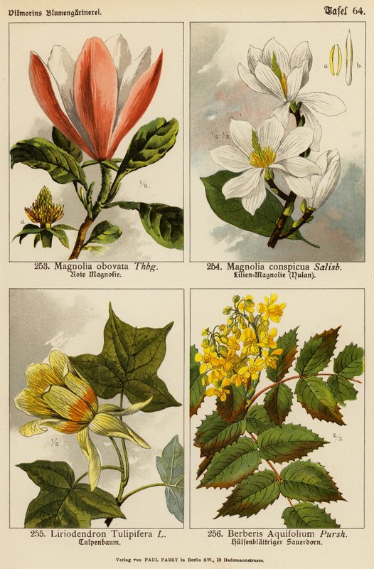 Magnolia Obovata, Magnolia Conspicua, Liriodendron Tulipifera, Berberis Aquifolium (litografia a cores) de (after) German School