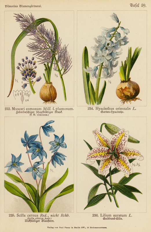 Muscari Comosum, Hyacinthus Orientalis, Scilla Cernua, Lilium Auratum (litografia a cores) de (after) German School