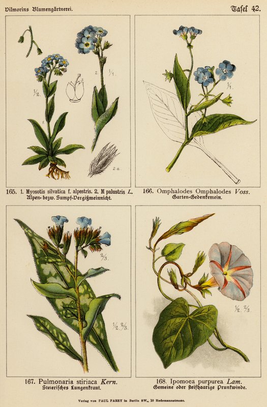 Myosotis silvatica, Myosotis palustris, Omphalodes omphalodes, Pulmonaria stiriaca, Ipomoea purpurea (litografia colorida) de (after) German School