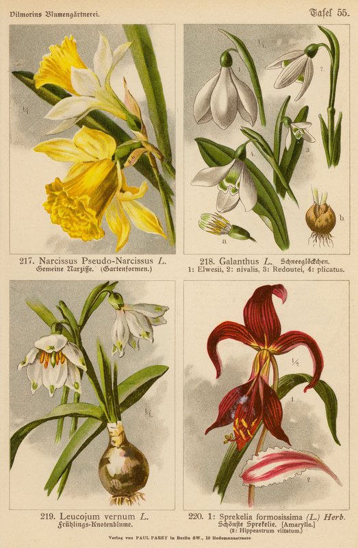Narcissus Pseudo-Narcissus, Galanthus, Leucojum Vernum, Sprekelia Formosissima (litografia a cores) de (after) German School