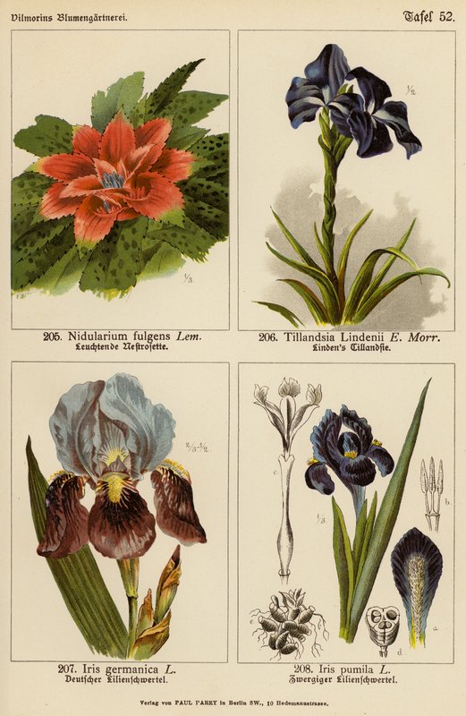 Nidularium Fulgens, Tillandsia Lindenii, Iris Germanica, Iris Pumila (litografia a cores) de (after) German School