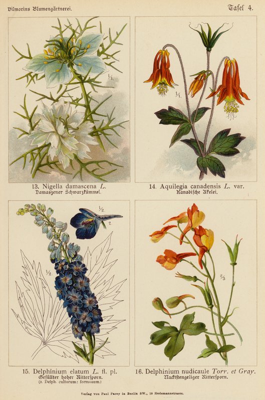 Nigella Damascena, Aquilegia Canadensis, Delphinium Elatum, Delphinium Nudicaule (litografia a cores) de (after) German School