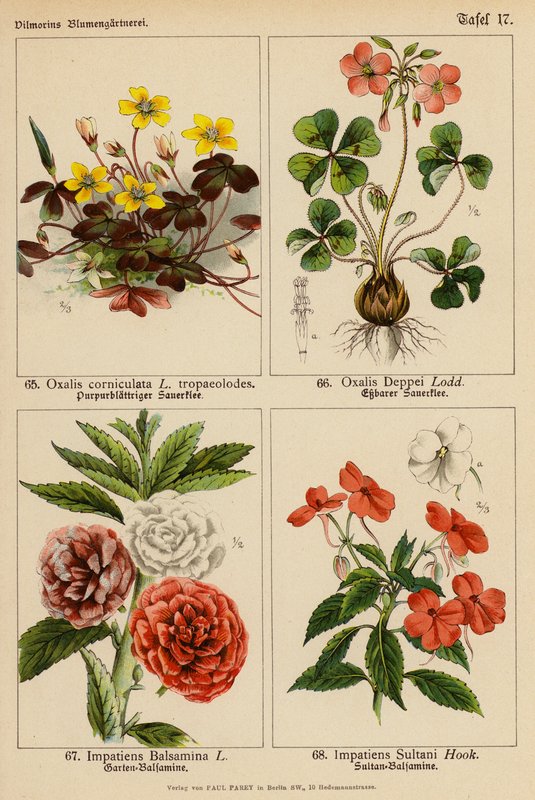Oxalis Corniculata, Oxalis Deppei, Impatiens Balsamina, Impatiens Sultani (litografia a cores) de (after) German School