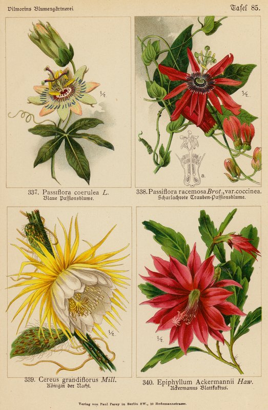 Passiflora Coerulea, Passiflora Racemosa, Cereus Grandiflorus, Epiphyllum Ackermannii (litografia a cores) de (after) German School