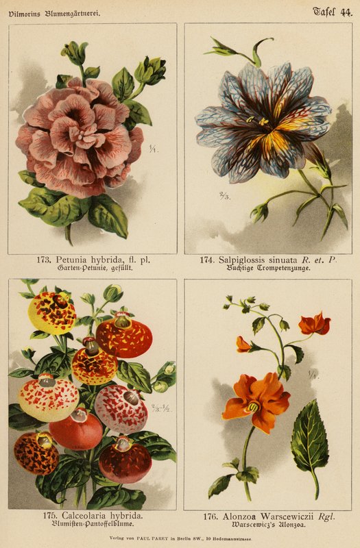 Petunia Hybrida, Salpiglossis Sinuata, Calceolaria Hybrida, Alonzoa Warscewiczii (litografia a cores) de (after) German School