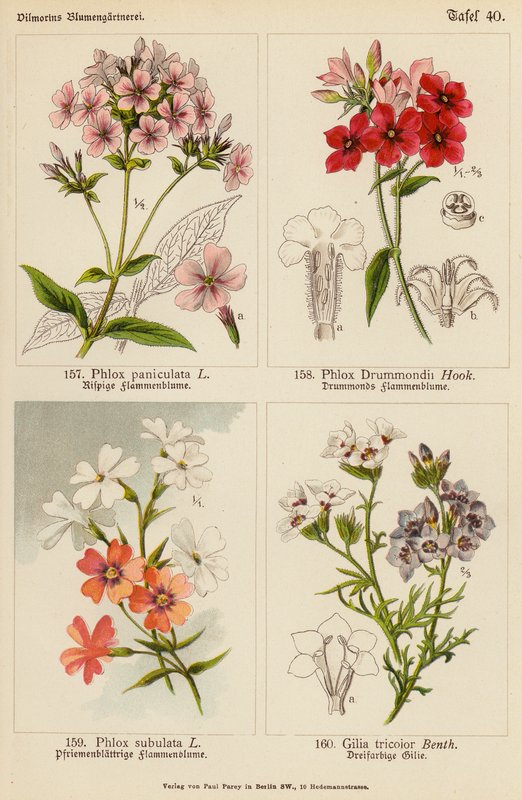 Phlox Paniculata, Phlox Drummondii, Phlox Subulata, Gilia Tricolor (litografia a cores) de (after) German School