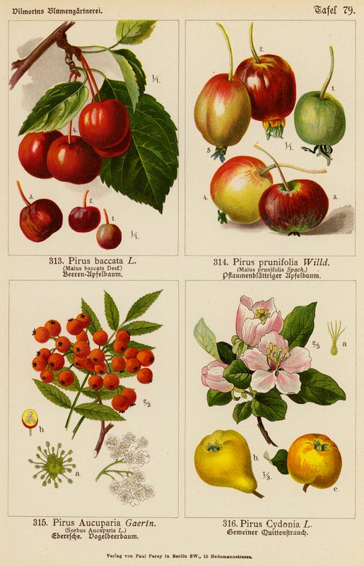 Pirus Baccata, Pirus Prunifolia, Pirus Aucuparia, Pirus Cydonia (litografia a cores) de (after) German School