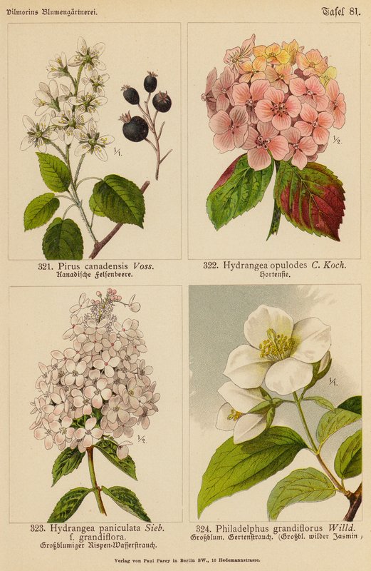 Pirus Canadensis, Hydrangea Opulodes, Hydrangea Paniculata, Philadelphus Grandiflorus (litografia a cores) de (after) German School
