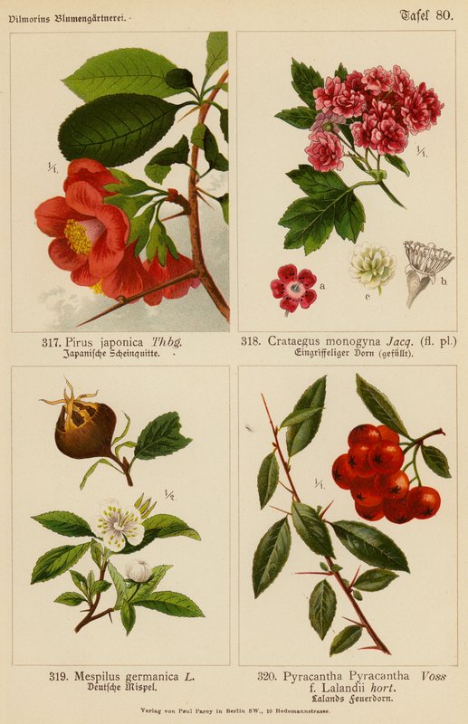 Pirus Japonica, Crataegus Monogyna, Mespilus Germanica, Pyracantha Pyracantha (litografia a cores) de (after) German School