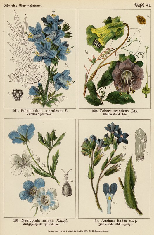 Polemonium Coeruleum, Cobaea Scandens, Nemophila Insignis, Anchusa Italica (litografia a cores) de (after) German School