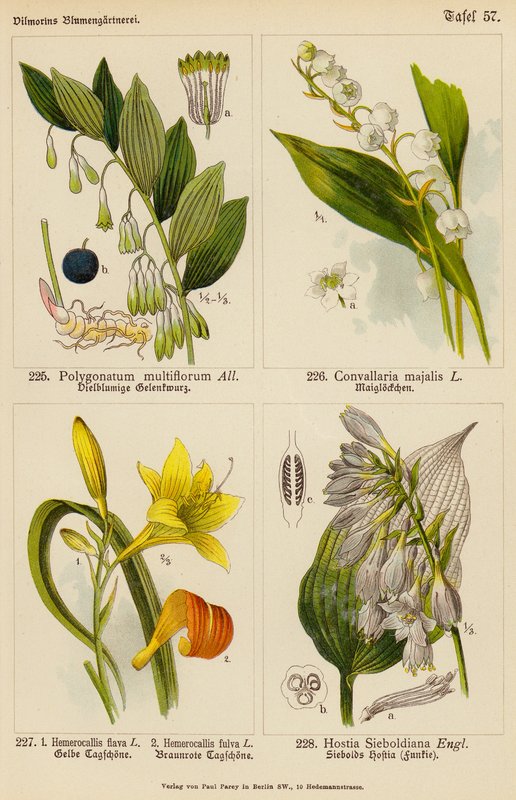 Polygonatum Multiflorum, Convallaria Majalis, Hemerocallis Flava, Hemerocallis Fulva, Hostia Sieboldiana (litografia a cores) de (after) German School
