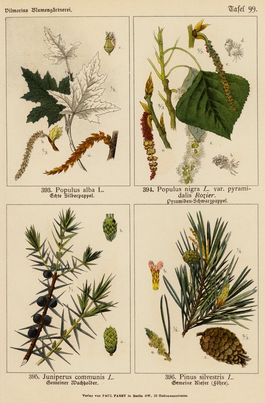 Populus Alba, Populus Nigra, Juniperus Communis, Pinus Silvestris (litografia a cores) de (after) German School