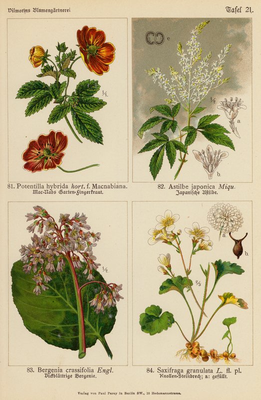 Potentilla Hybrida, Astilbe Japonica, Bergenia Crassifolia, Saxifraga Granulata (litografia a cores) de (after) German School