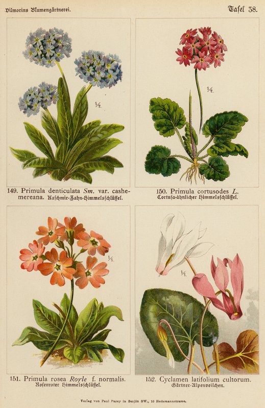 Primula Denticulata, Primula Cortusodes, Primula Rosea, Cyclamen Latifolium Cultorum (litografia a cores) de (after) German School