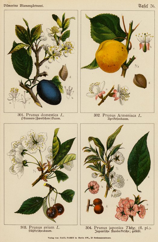 Prunus Domestica, Prunus Armeniaca, Prunus Avium, Prunus Japonica (litografia a cores) de (after) German School
