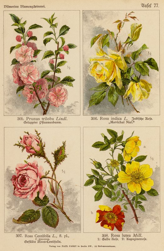 Prunus Triloba, Rosa Indica, Rosa Centifolia, Rosa Lutea (litografia a cores) de (after) German School
