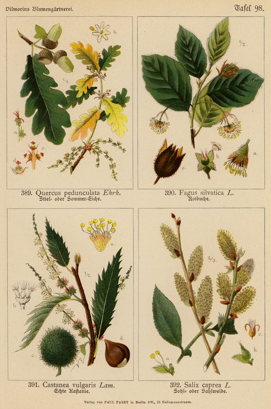 Quercus Pedunculata, Fagus Silvatica, Castanea Vulgaris, Salix Caprea (litografia a cores) de (after) German School