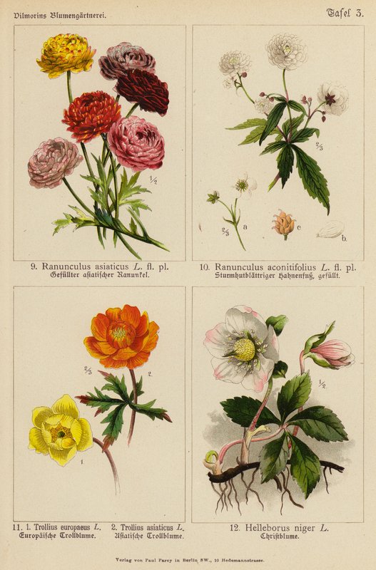 Ranunculus Asiaticus, Ranunculus Aconitifolius, Trollius Europeaeus, Trollius Asiaticus, Helleborus Niger (litografia a cores) de (after) German School