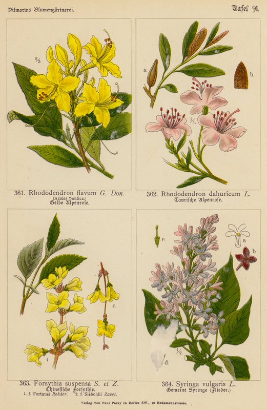 Rhododendron Flavum, Rhododendron Dahuricum, Forsythia Suspensa, Syringa Vulgaris (litografia a cores) de (after) German School