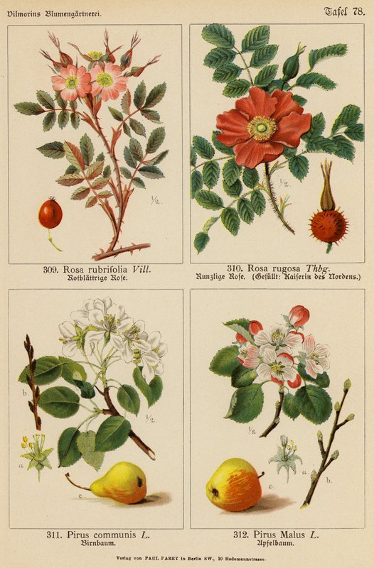 Rosa Rubrifolia, Rosa Rugosa, Pirus Communis, Pirus Malus (litografia a cores) de (after) German School