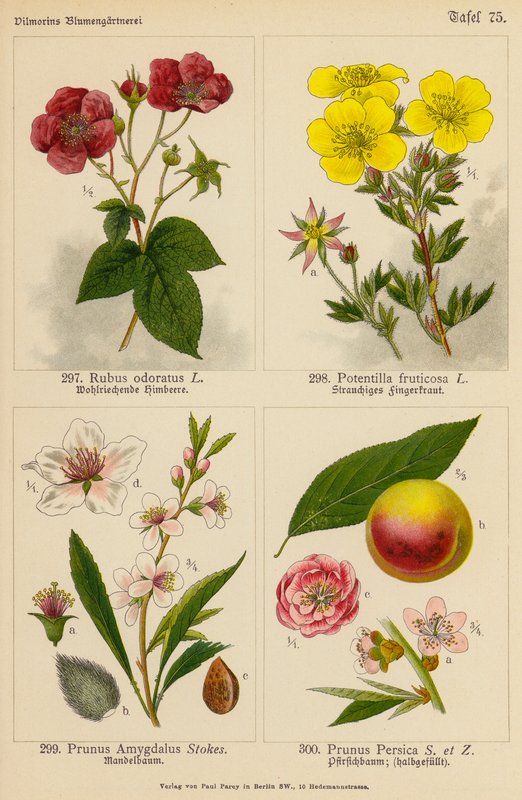 Rubus Odoratus, Potentilla Fruticosa, Prunus Amygdalus, Prunus Persica (litografia a cores) de (after) German School