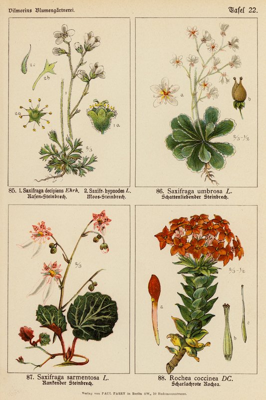 Saxifraga Decipiens, Saxifraga Hypnodes, Saxifraga Umbrosa, Saxifraga Sarmentosa, Rochea Coccinea (litografia a cores) de (after) German School