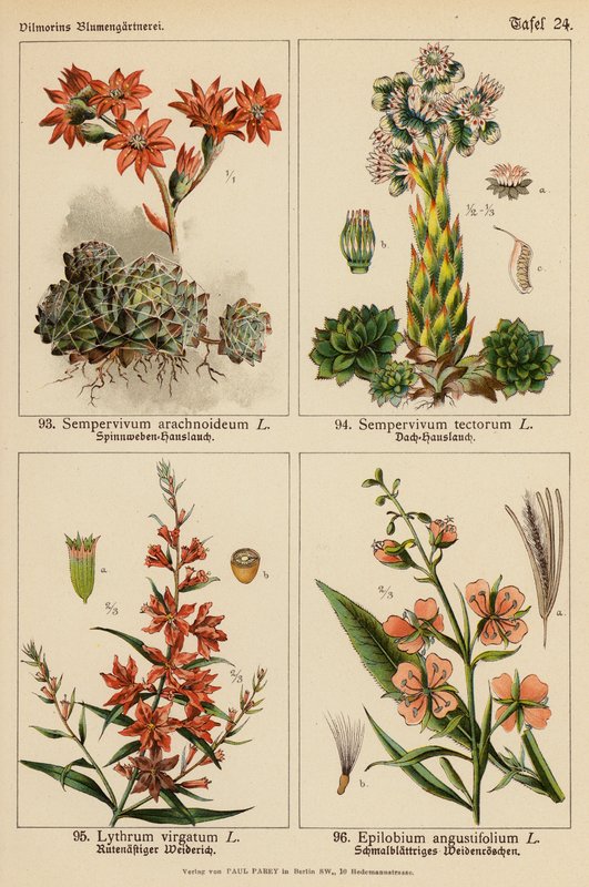 Sempervivum Arachnoideum, Sempervivum Tectorum, Lythrum Virgatum, Epilobium Angustifolium (litografia a cores) de (after) German School