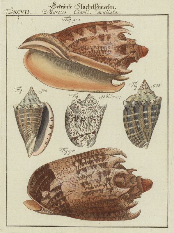 Conchas (gravação a cores) de (after) German School