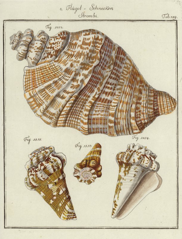 Conchas (gravação a cores) de (after) German School