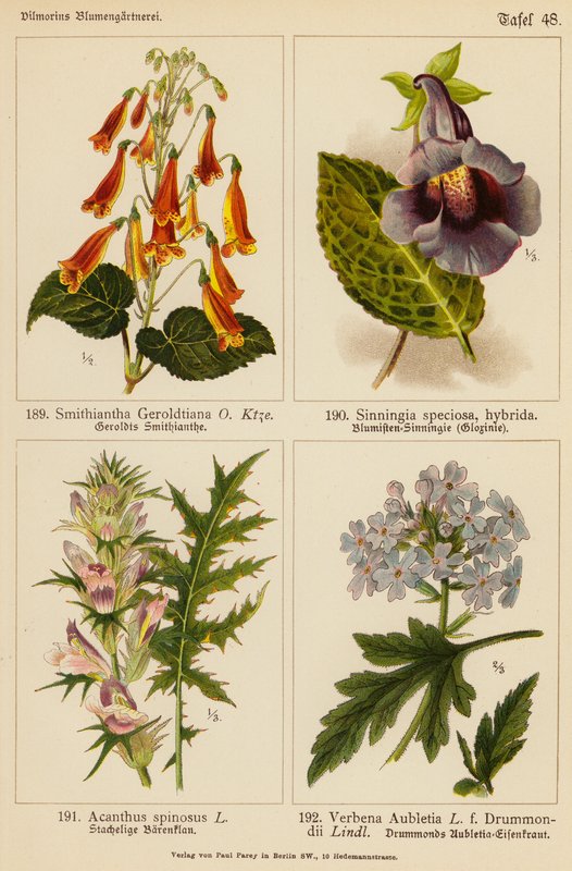 Smithiantha Geroldtiana, Sinningia Speciosa, Acanthus Spinosus, Verbena Aubletia (litografia a cores) de (after) German School