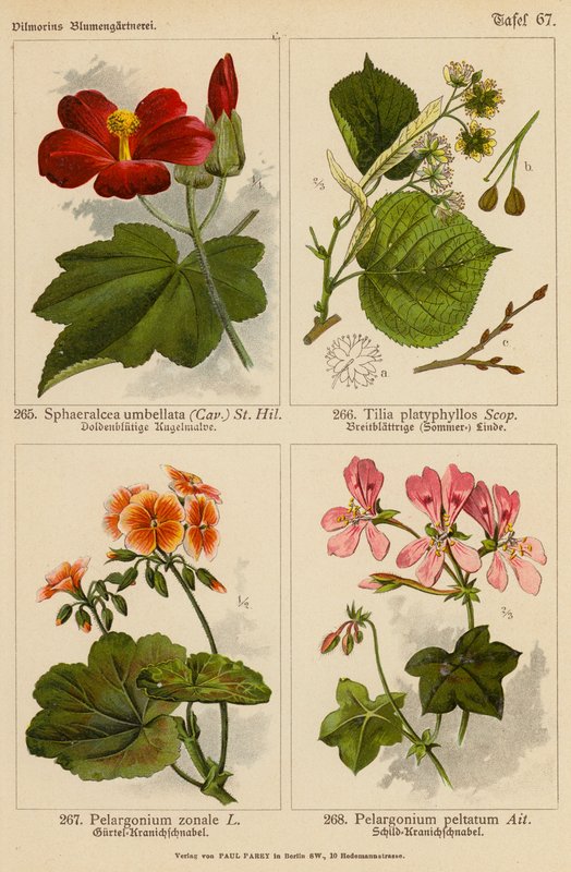 Sphaeralcea Umbellata, Tilia Platyphyllos, Pelargonium Zonale, Pelargonium Peltatum (litografia a cores) de (after) German School