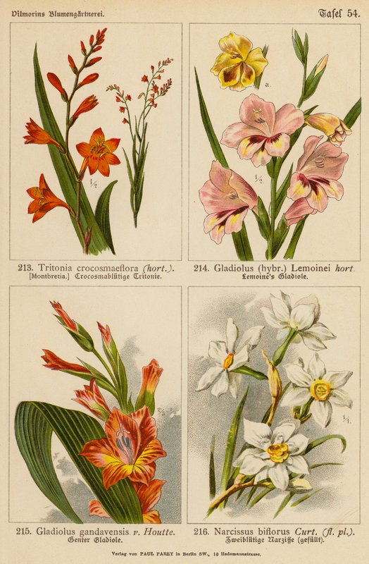 Tritonia Crocosmaeflora, Gladiolus Lemoinei, Gladioulus Gandavensis, Narcissus Biflorus (litografia a cores) de (after) German School