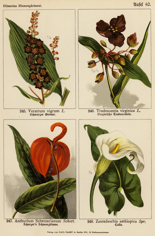 Veratrum Nigrum, Tradescantia Virginica, Anthurium Scherzerianum, Zantedeschia Aethiopica (litografia a cores) de (after) German School