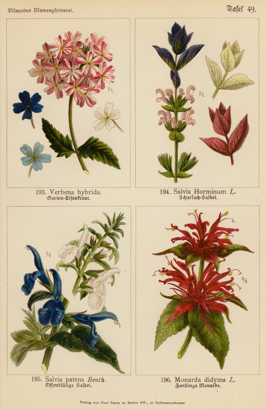 Verbena Hybrida, Salvia Horminum, Salvia Patens, Monarda Didyma (litografia a cores) de (after) German School